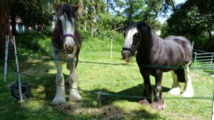 481117934_964930112437461_8013313460481980076_n